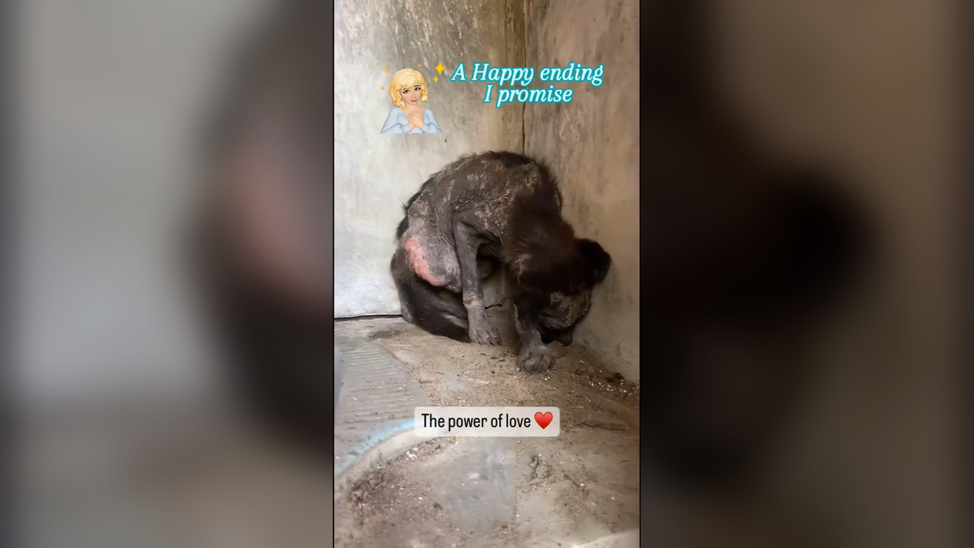 L1904002_He is ok now #dogsoftiktok #dogrescue #shorts