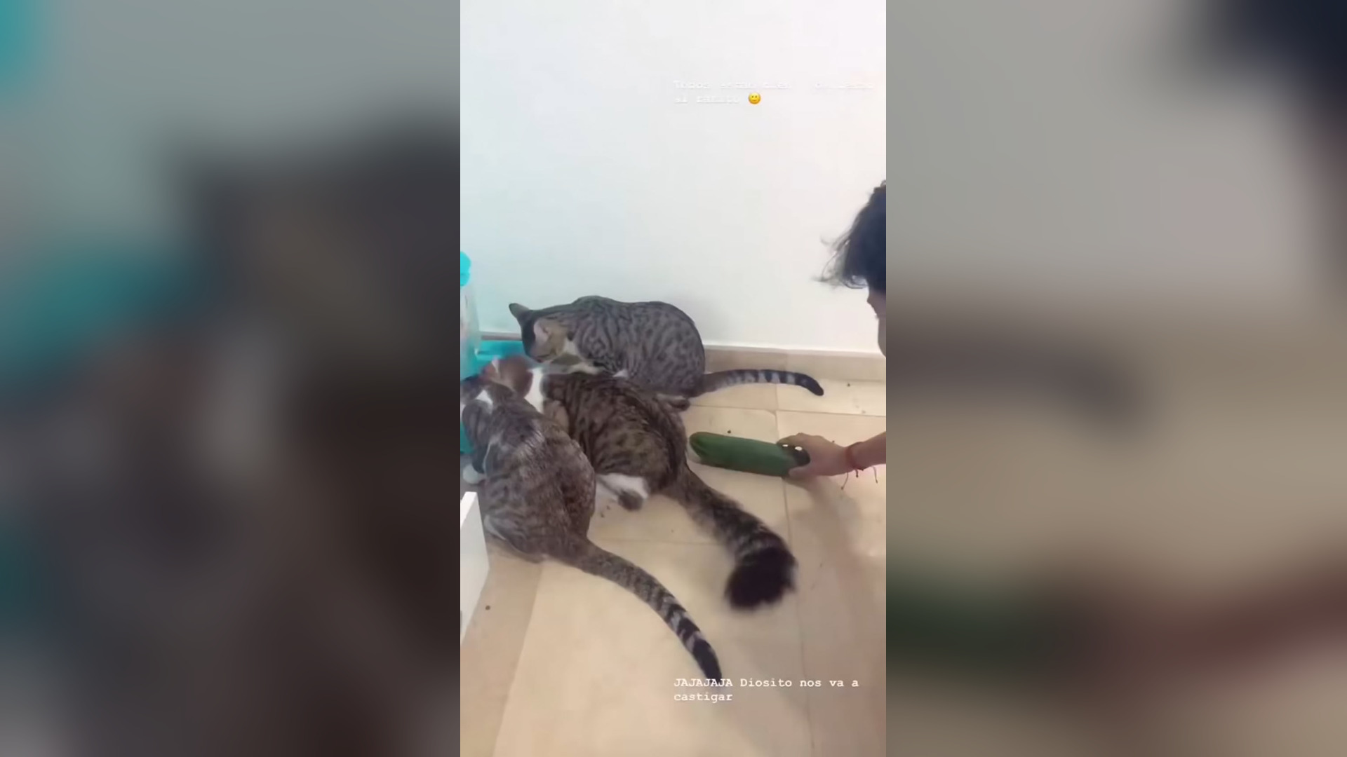 L1804005_Funny cat Really #shortfilm #catsoftiktok #cat