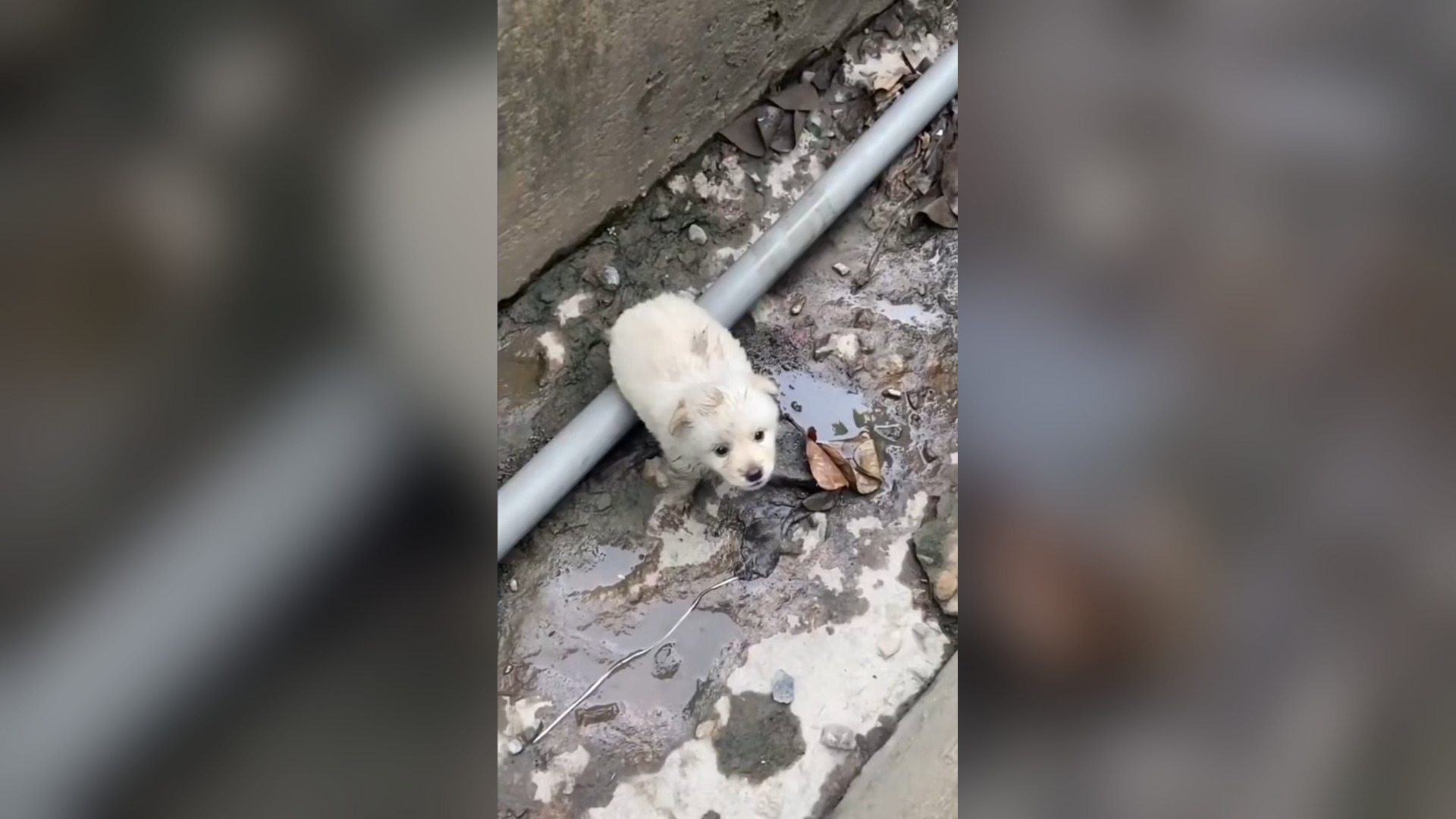 L1804001_he grew up Baby dog #doglover #dogs #dogrescue