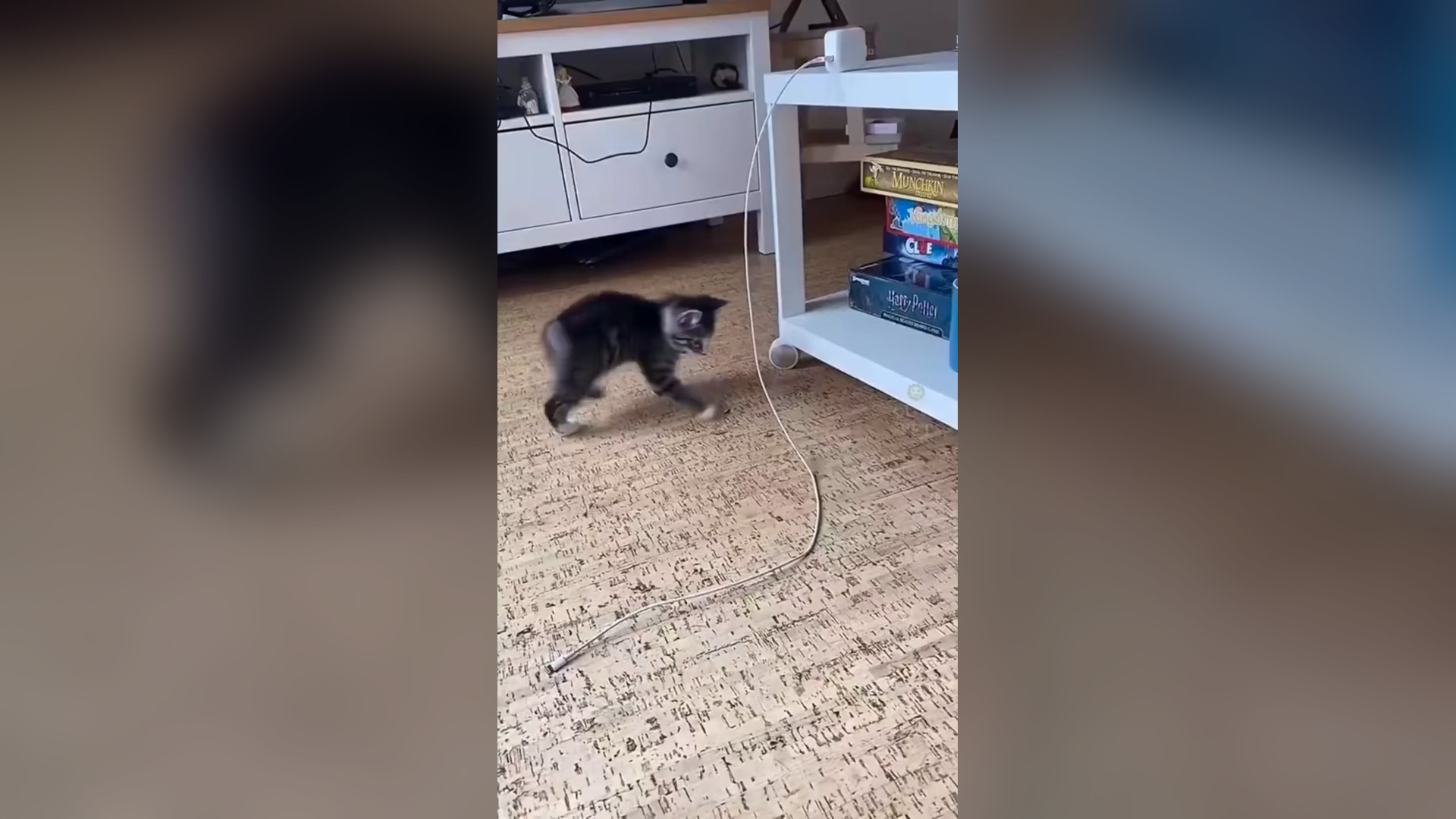 L1704005_Funny cat #shortfilm #catsoftiktok #cat #catlover (3)