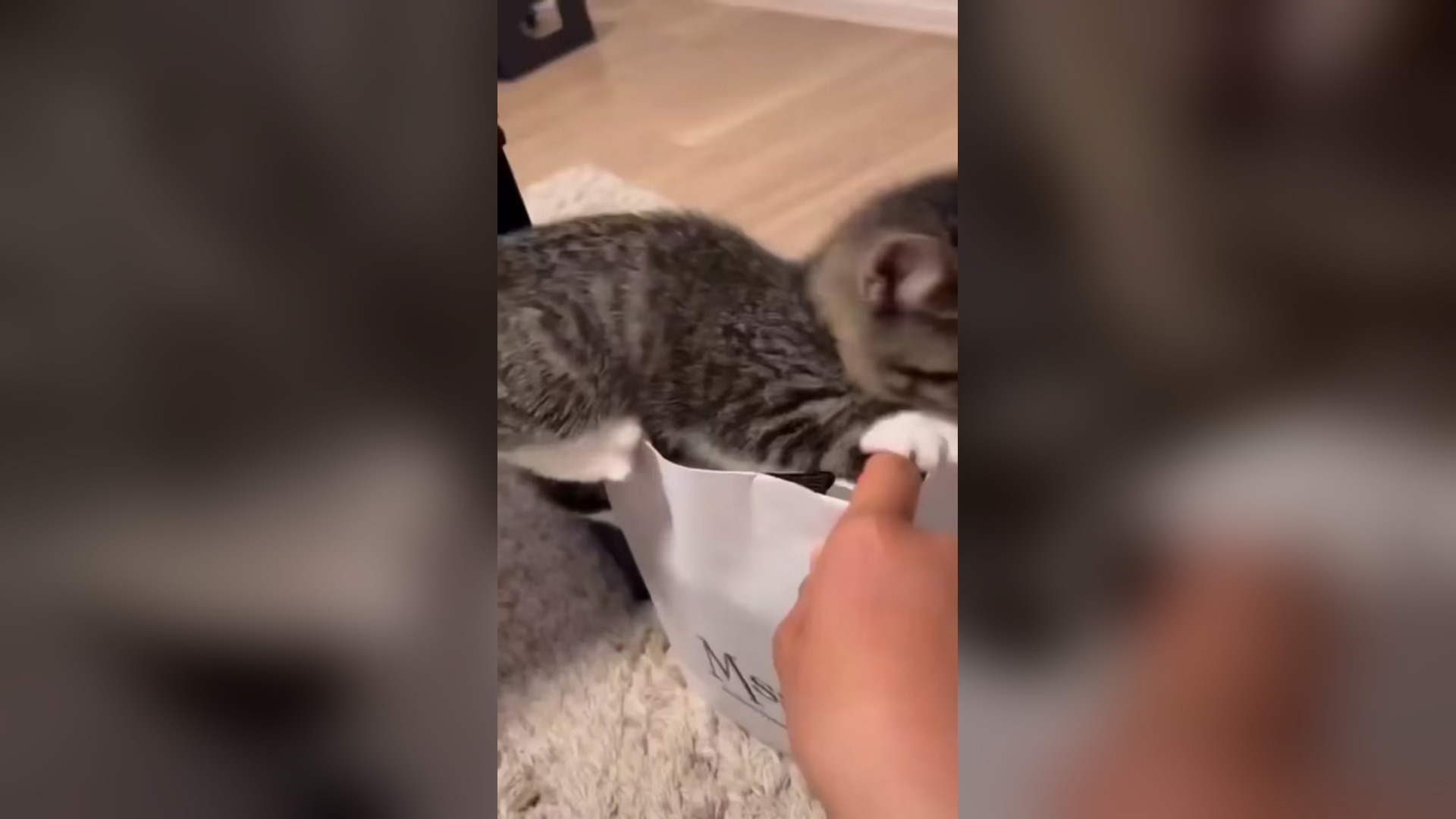 L1704004_Funny cat #shortfilm #catsoftiktok #cat #catlover (2)